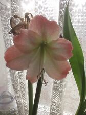 Hippeastrum amaryllis apricot for sale  WESTGATE-ON-SEA