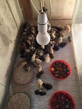 Chinese painted quail for sale  LEIGH