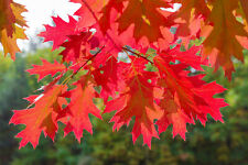 Quercia rossa americana usato  Valmacca