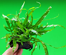 Java fern trident for sale  SCUNTHORPE