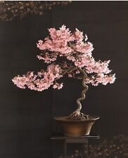 Okame cherry bonsai for sale  San Diego