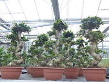 Ficus ginseng bonsai gebraucht kaufen  Goch