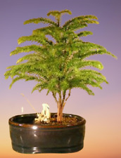 Norfolk island pine for sale  Patchogue