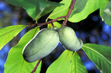 Wild pawpaw potted for sale  Perkasie