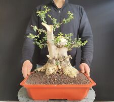 Pre bonsai esemplare usato  San Pancrazio Salentino