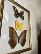 Vtg butterfly taxidermy d'occasion  Expédié en Belgium