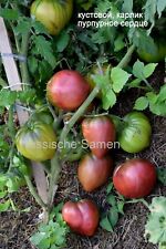 Tomatensamen dwarf purple gebraucht kaufen  Rostock