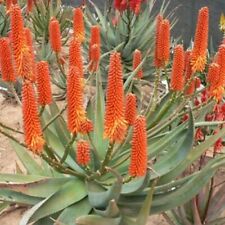 Aloe tangerine hybrid for sale  Tucson