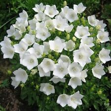 Campanula carpatica pearl usato  Roma