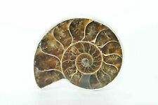 Ring unique ammonite for sale  INVERNESS