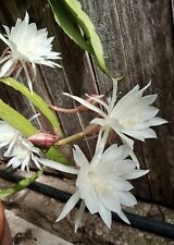 Epiphyllum pumilla blattkaktus gebraucht kaufen  Halle