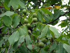 Echte walnuss juglans gebraucht kaufen  Tauberbischofsheim