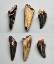 Fossili acrophoca teeth usato  Sassari