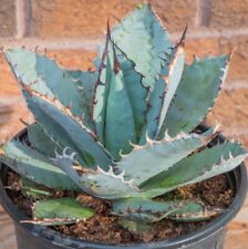 Agave plant agave for sale  Pensacola