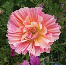 Californian poppy rose for sale  BELPER