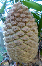 Used, Encephalartos Aemulans ( Wooly Cônes) seedling KF1 for sale  Shipping to South Africa