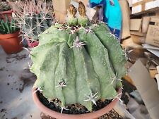 Ferocactus Horridus Var. Brevispinum Pot19 Cm Very Resistant Cactus... for sale  Shipping to South Africa