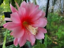 Epiphyllum orchid cactus for sale  USA