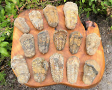 Natural trilobite fossil for sale  Fort Myers