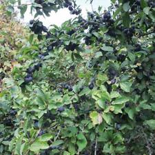 Blackthorn sloe hedging for sale  IPSWICH