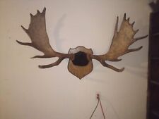 Moose antlers wall for sale  Pensacola