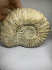 Minerali ammonite fossile usato  Roma