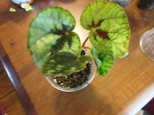 Begonia large plant for sale  Eagle Point