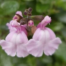 Salvia peter vidgeon for sale  MARCH