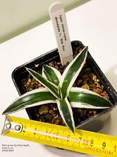 agave rare usato  Milano