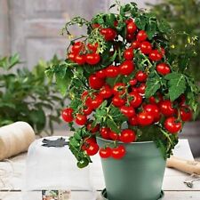 Dwarf tomato plants for sale  BEDFORD