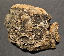Crinoid stem fossil for sale  Blackwater