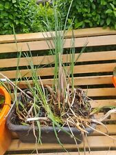 Dwarf bull rush for sale  GLOUCESTER