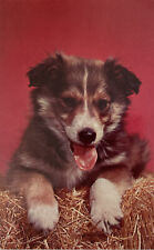 Vintage puppy postcard for sale  Galesville