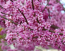 Eastern redbud tall for sale  Albany