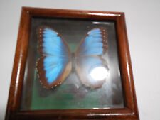 Blue morpho butterfly for sale  Evergreen