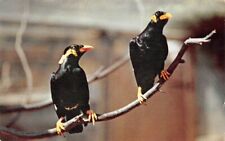 Talking mynah birds for sale  Elizabeth