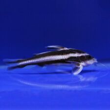 Striped raphael catfish for sale  BIRMINGHAM