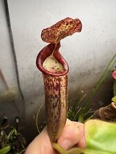 Nepenthes glandulifera hybride d'occasion  Tours-