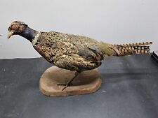 pheasant ringneck pheasants for sale  Forest