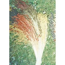 100 multicolor broom for sale  Bois D Arc