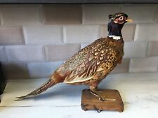 Taxidermy cock pheasant for sale  IPSWICH