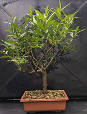 Willow starter bonsai for sale  PRUDHOE