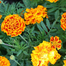 Sparky mix marigold for sale  Tarpon Springs