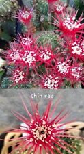 "SHINSHIWA RED" hybrid astrophytum ariocarpus lobivia echinopsis rare , used for sale  Shipping to South Africa