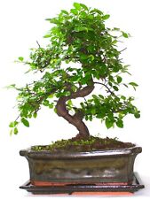 Chinese elm bonsai for sale  LLANDRINDOD WELLS