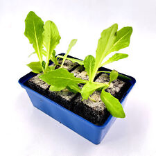 Romana salatherzen jungpflanze gebraucht kaufen  Straelen