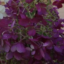 Hydrangea paniculata plant for sale  IPSWICH