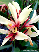 Canna lily rhizome for sale  Corpus Christi