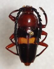 Cerambycidae lissonotus bigutt for sale  Depauw