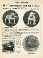 Bulldog old 1925 for sale  COLEFORD